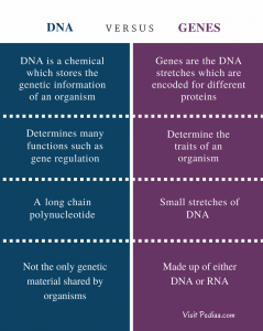 Difference Between DNA and Genes | Definition, Structure, Features ...