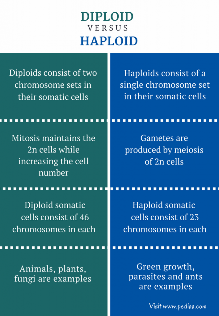 haploid-vs-diploid-cells-88guru