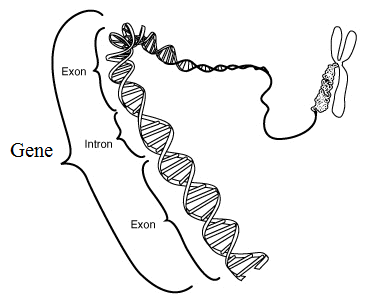 Main Difference - Gene vs Genome