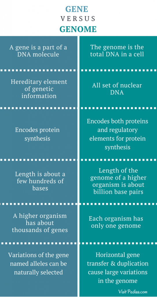 difference-between-gene-and-genome-definition-structure-function