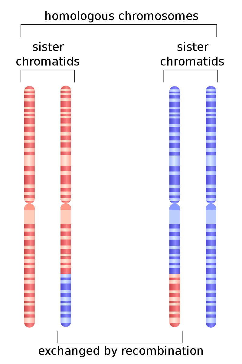 Main Difference - Homologous Chromosomes vs Sister Chromatids 