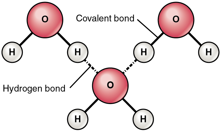 Difference Between Intermolecular and Intramolecular Hydrogen Bonding 