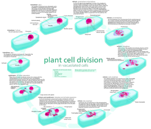 Difference Between Plant and Animal Cell Division ...