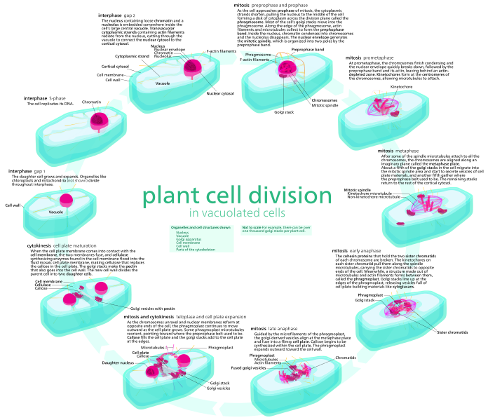 Difference Between Plant And Animal Cell Division Characteristics 