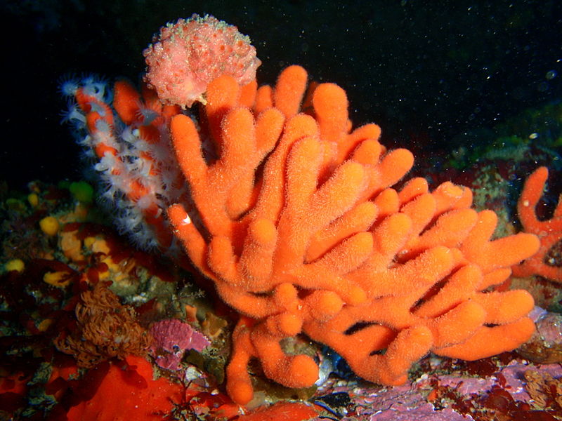 not all sponges are sessile how do they move