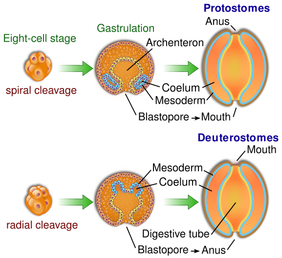protostome blastopore