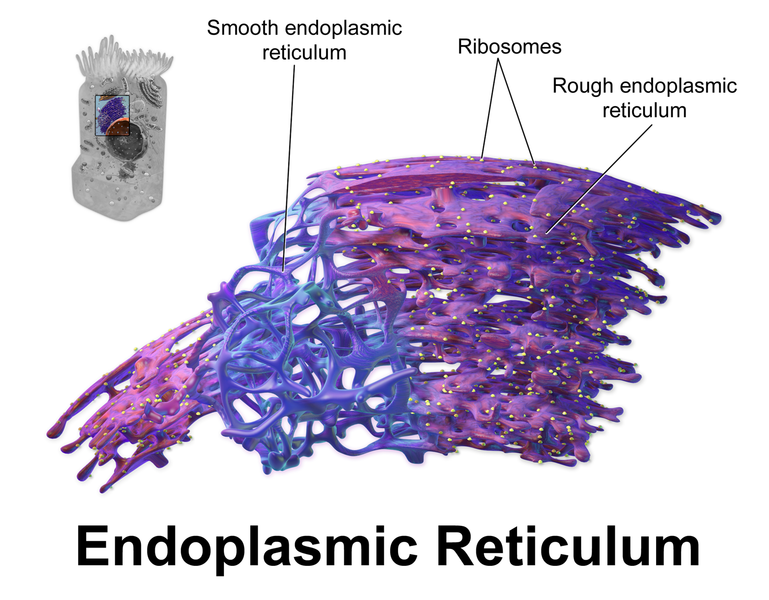 Difference Between Smooth And Rough ER Structure Function Comparison