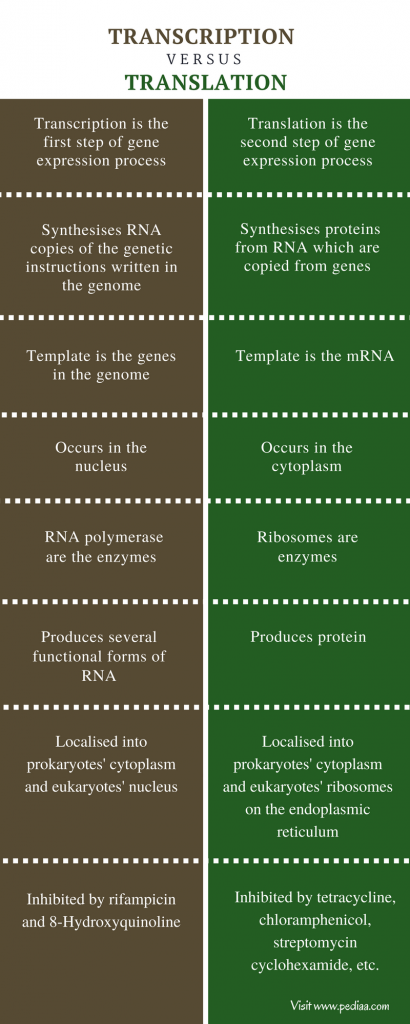 difference-between-transcription-and-translation-definition-process