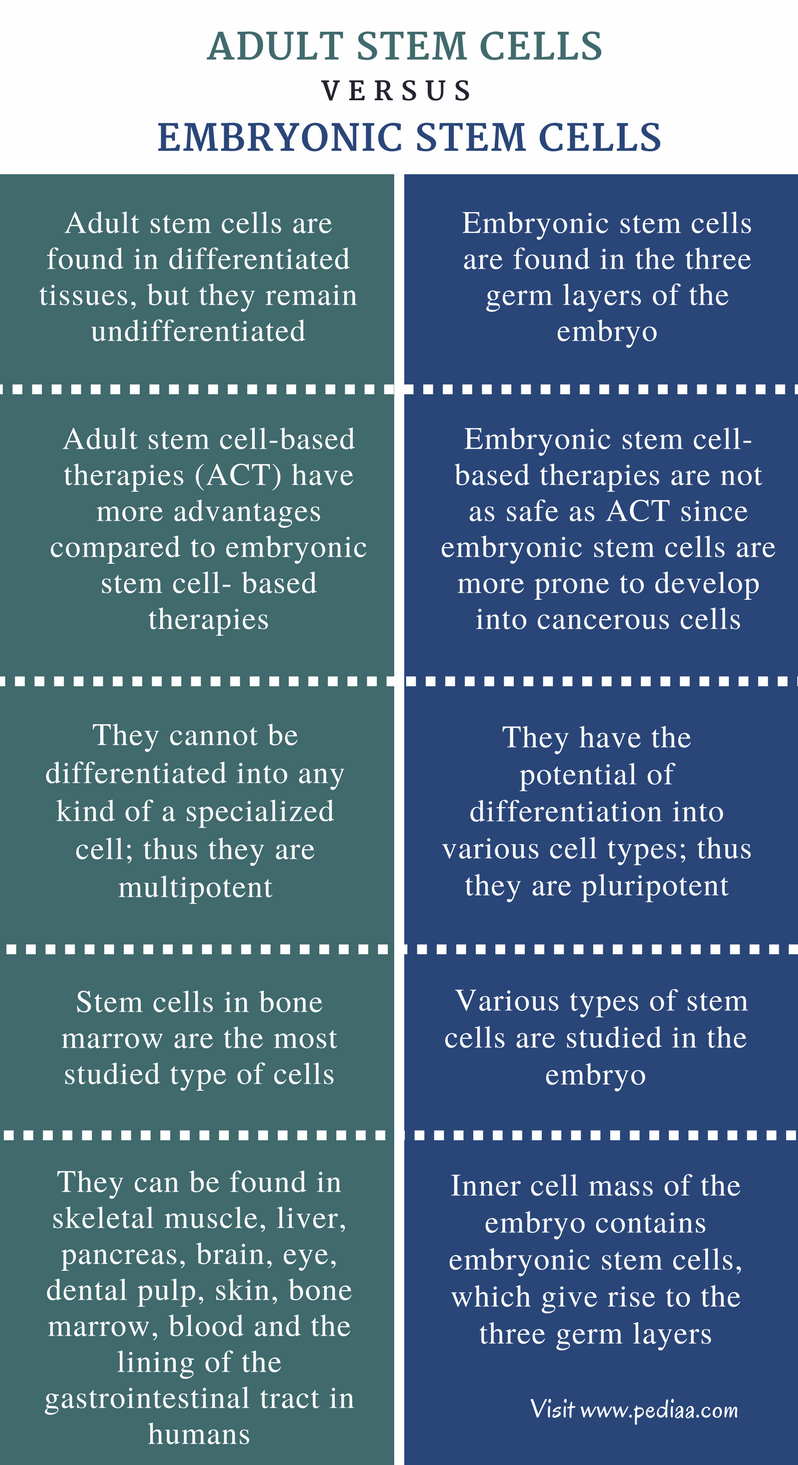 Difference Between Adult and Embryonic Stem Cells - Comparison Summary