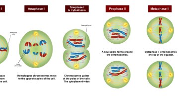 Cell Biology Archives - Page 15 Of 18 - Pediaa.com