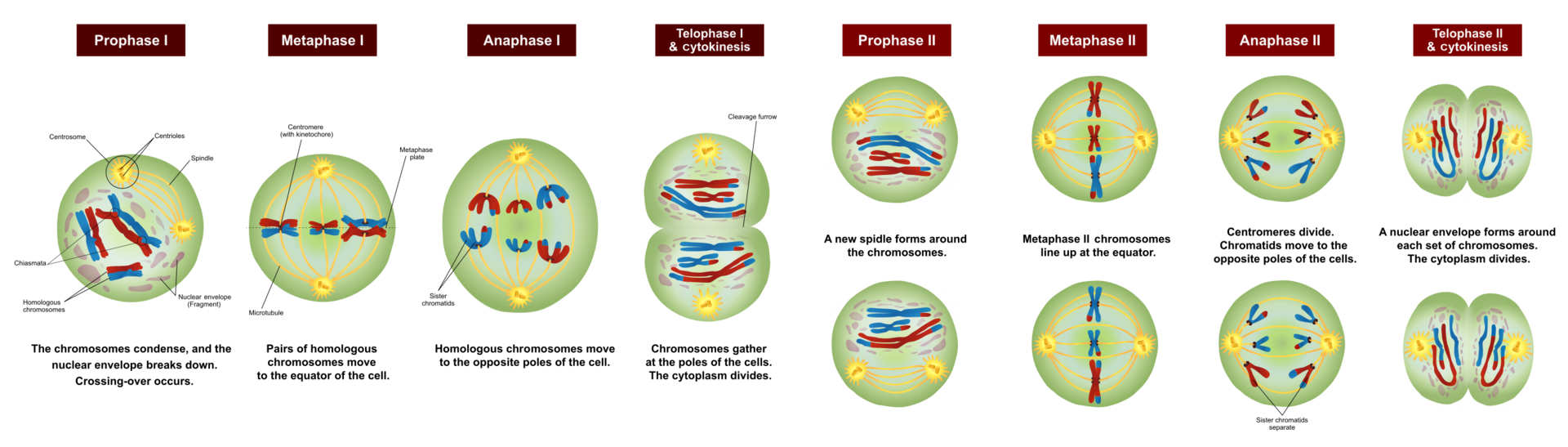what is the difference between anaphase 1 and 2