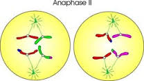 Main Difference - Anaphase 1 vs 2