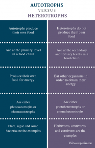 Difference Between Autotrophs and Heterotrophs | Definition, Features ...