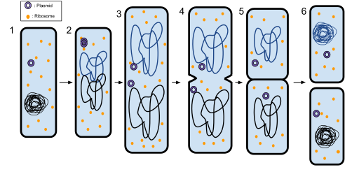 Difference Between Binary Fission and Mitosis