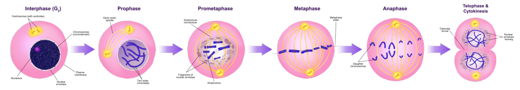 binary fission vs mitosis spindle