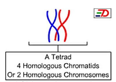 Main Difference - Bivalent vs Tetrad
