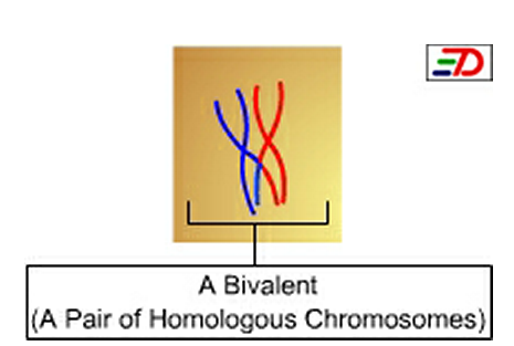 Difference Between Bivalent and Tetrad