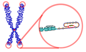 Difference Between Centromere and Telomere 