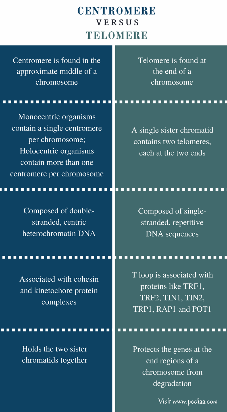 Difference Between Centromere and Telomere - Comparison Summary
