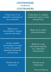 Difference Between Centrosome and Centromere | Structure, Function ...