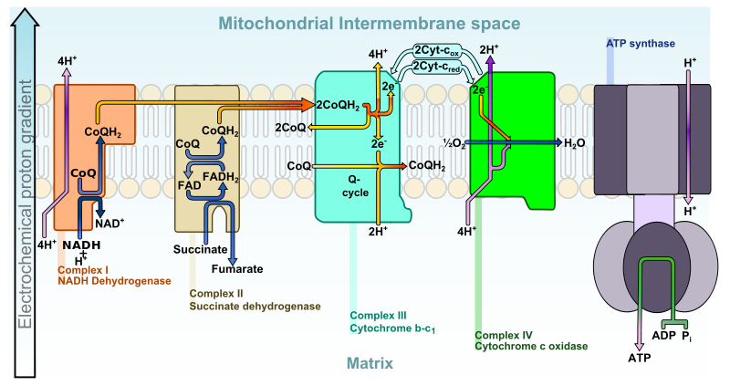 Difference Between Chloroplast and Mitochondria - 6
