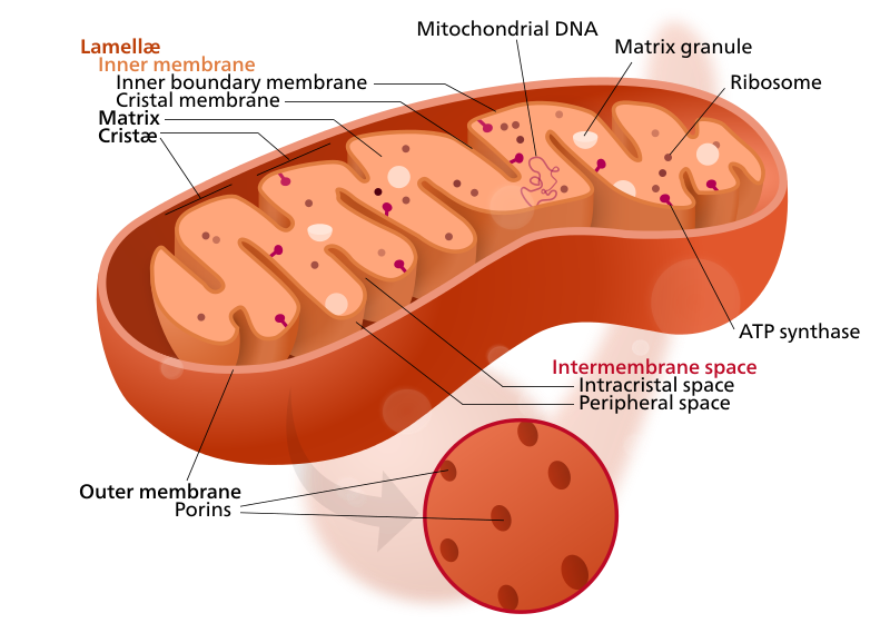 Main Difference - Chloroplast vs Mitochondria 