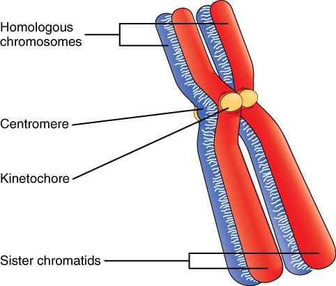 Main Difference - Chromatin vs Chromosome 