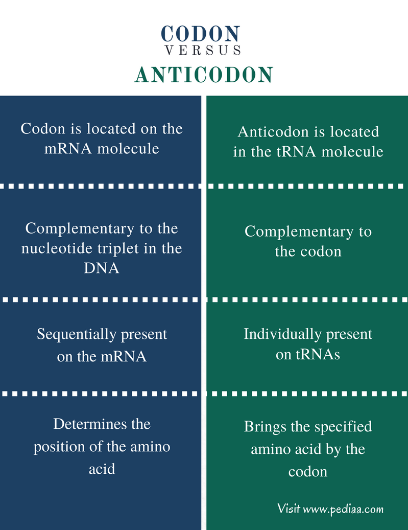 Difference Between Codon and Anticodon - Comparison Summary