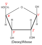 Difference Between DNA and RNA Nucleotides - 3