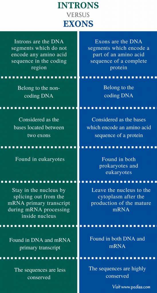 Difference Between Introns and Exons | Definition; Characteristics