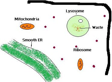 Main Difference - Lysosome vs  Peroxisome