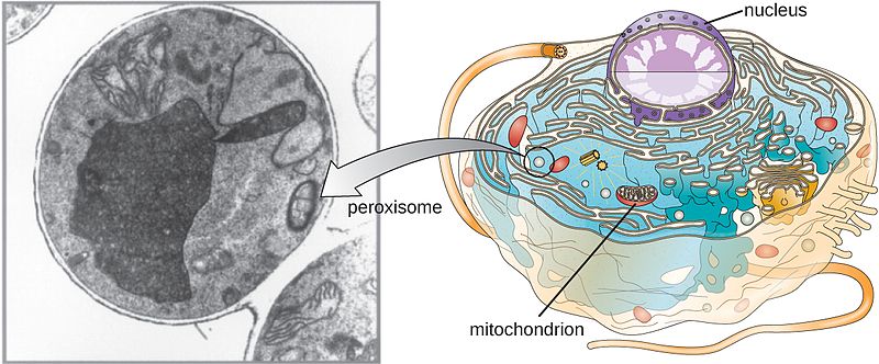 Difference Between Lysosome and Peroxisome 