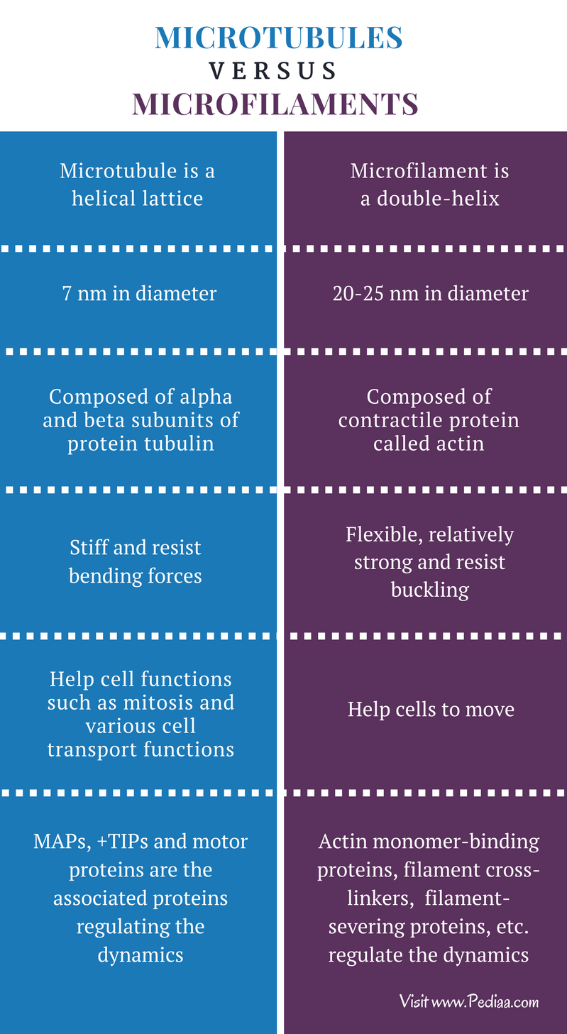 difference-between-microtubules-and-microfilaments-structure