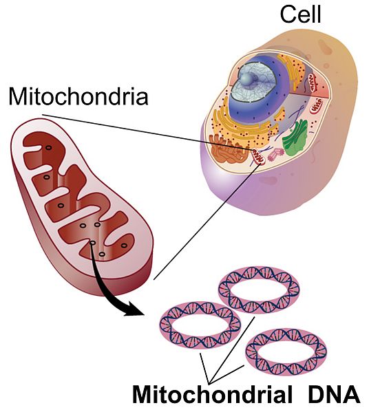 Difference Between Mitochondrial DNA and Nuclear DNA 