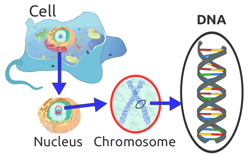 Difference Between Mitochondrial DNA and Nuclear DNA - 3