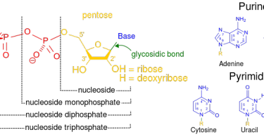 Compare Nucleotide and Nucleoside Archives - Pediaa.Com
