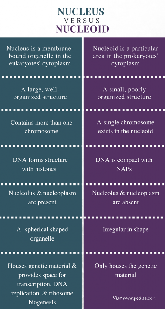 Difference Between Nucleus and Nucleoid | Structure; Composition