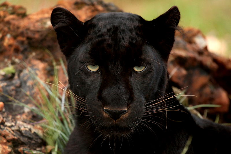 Difference Between Panther And Leopard Facts Features Behaviour 