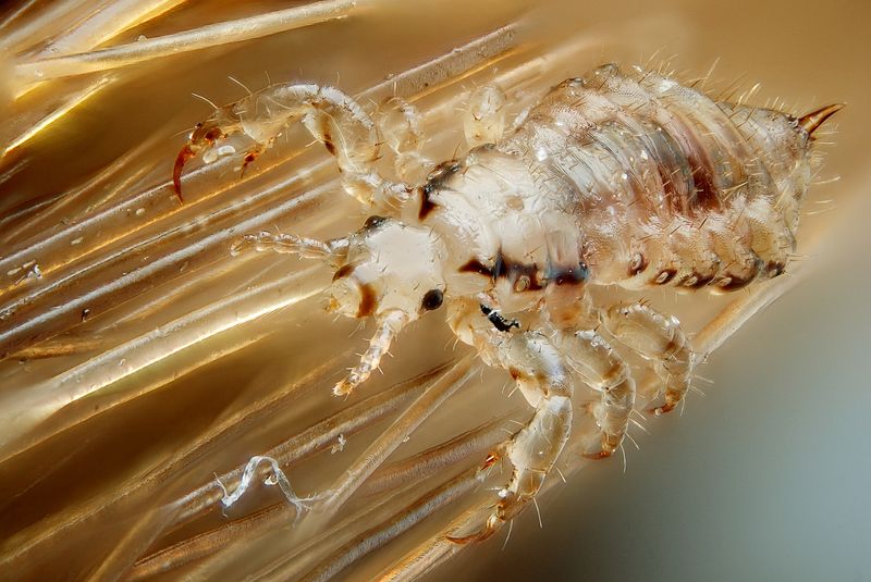 Main Difference - Parasites vs Bacteria