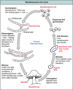 Difference Between Plasmogamy and Karyogamy | Plasmogamy and Karyogamy ...