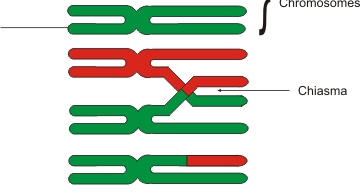 Prophase 1 Vs 2 Archives Pediaa Com