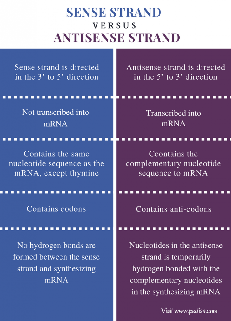 Difference Between Sense and Antisense Strand Definition