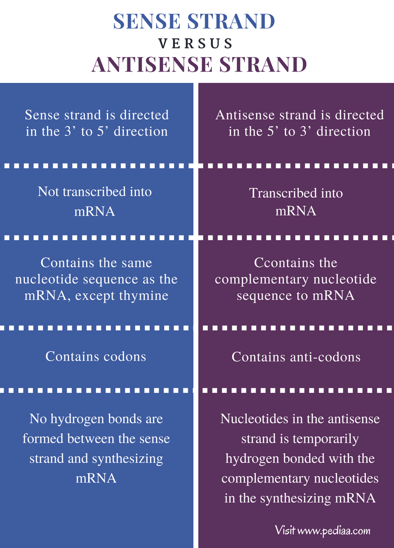 difference-between-sense-and-antisense-strand-definition