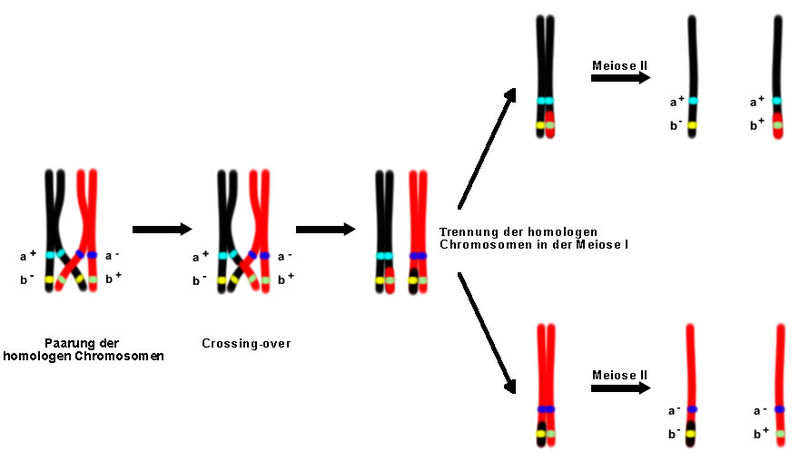 difference-between-synapsis-and-crossing-over-definition-mechanism