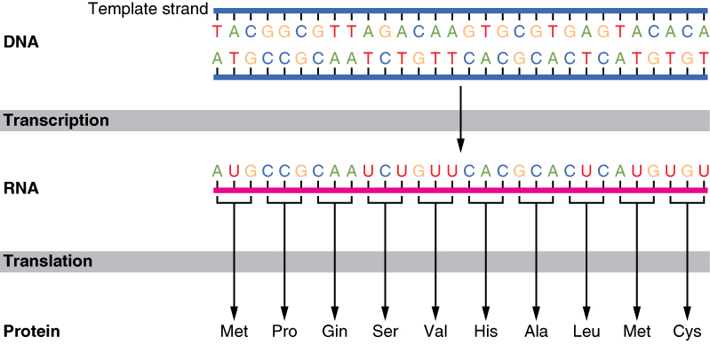 Difference Between The Coding And Template Strands Of Dna During Transcription