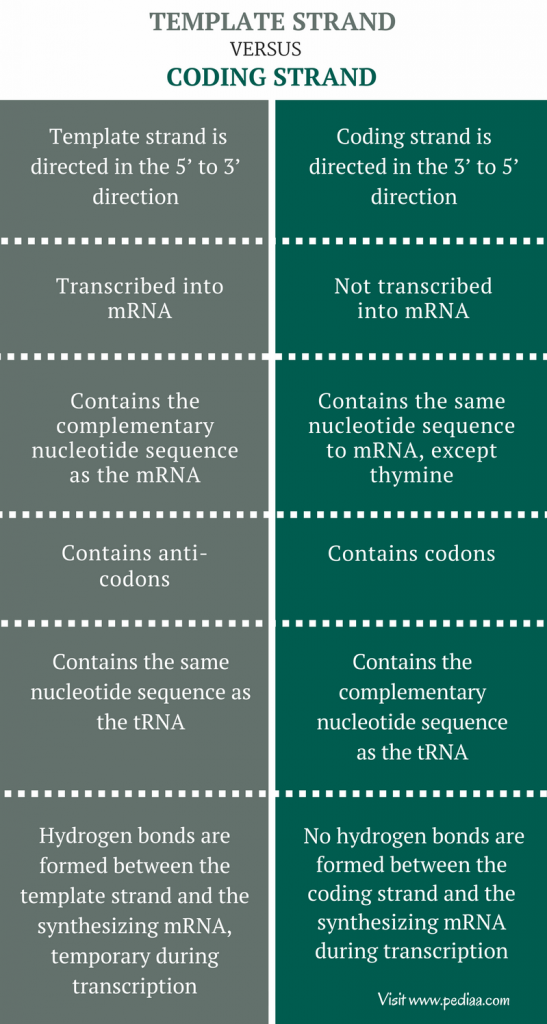 difference-between-template-and-coding-strand-definition-characteristics-structure