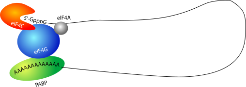 Difference Between mRNA and tRNA - 3