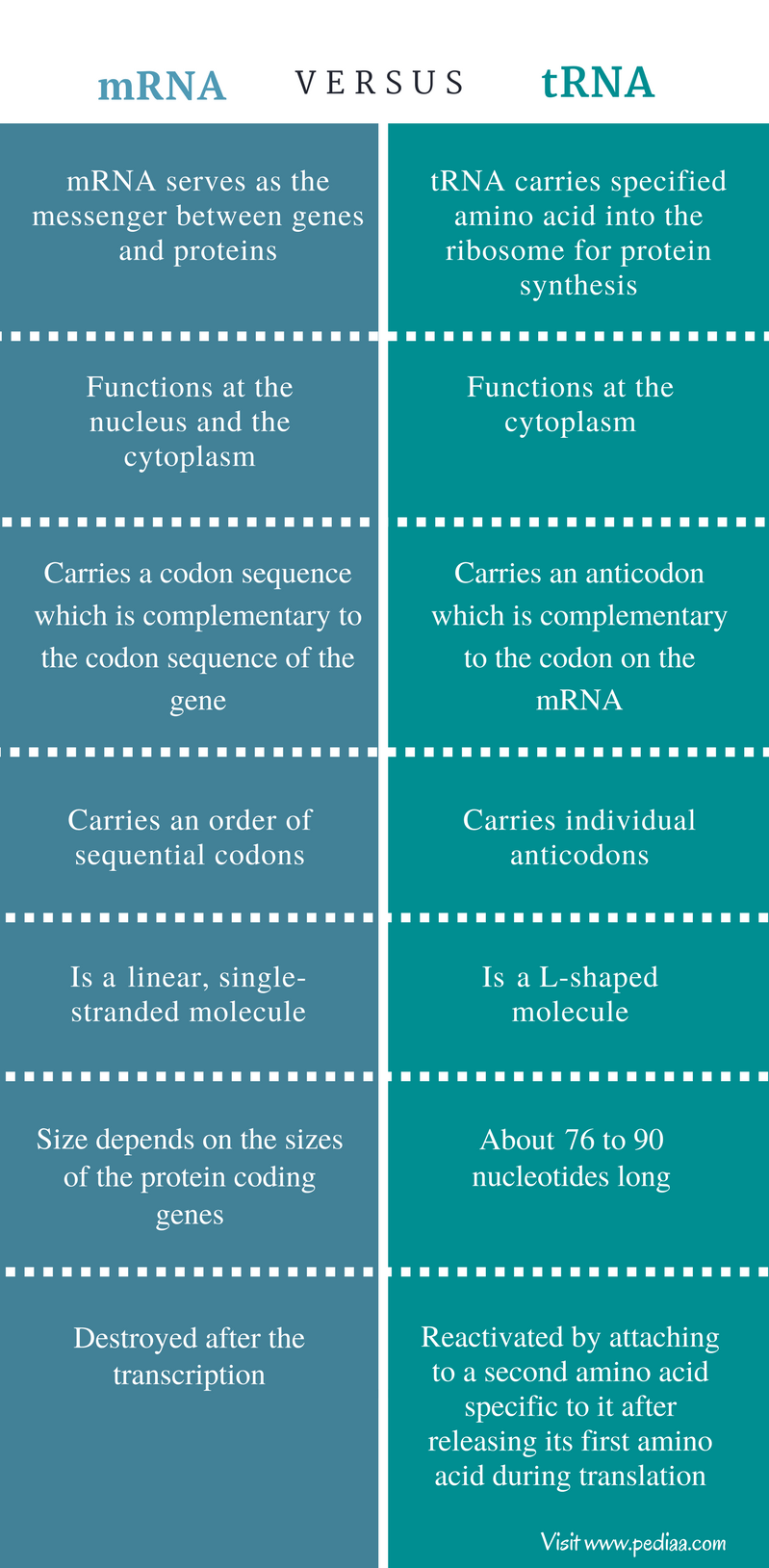 difference-between-mrna-and-trna-structure-function-synthesis