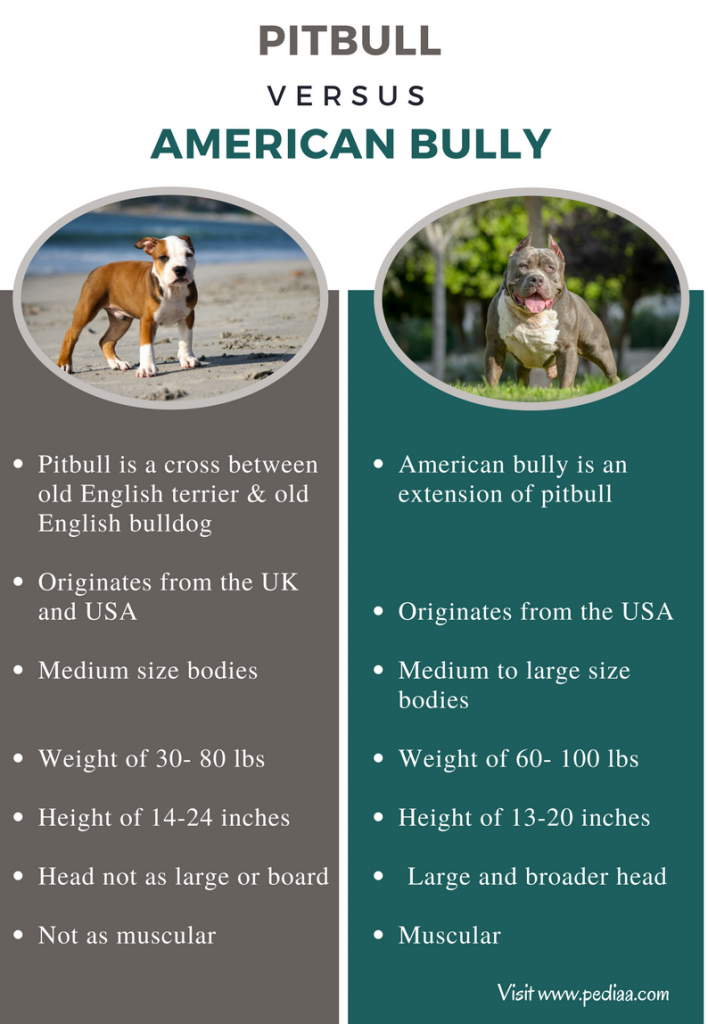 Diff Rence Entre Pitbull Et American Bully Faits Caract Ristiques   Difference Between Pitbull And American Bully Comparison Summary 708x1024 