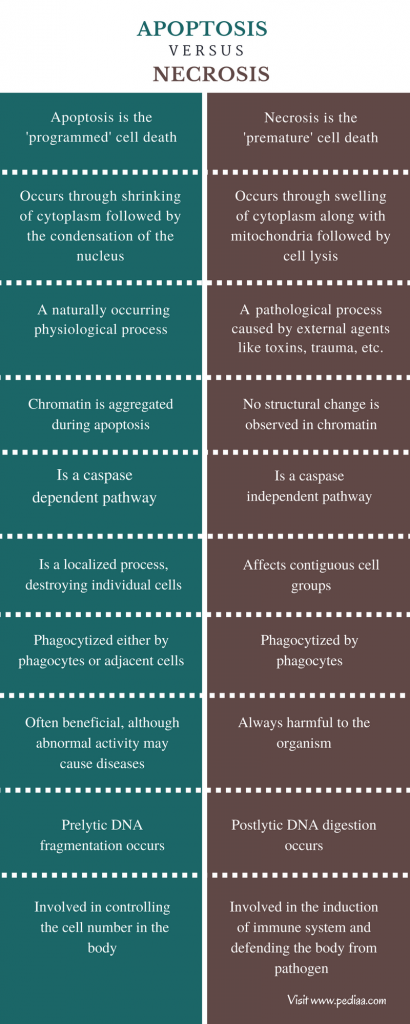 Difference Between Apoptosis And Necrosis | Definition, Process ...